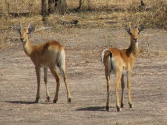 03 Duo De Cobes De Buffon